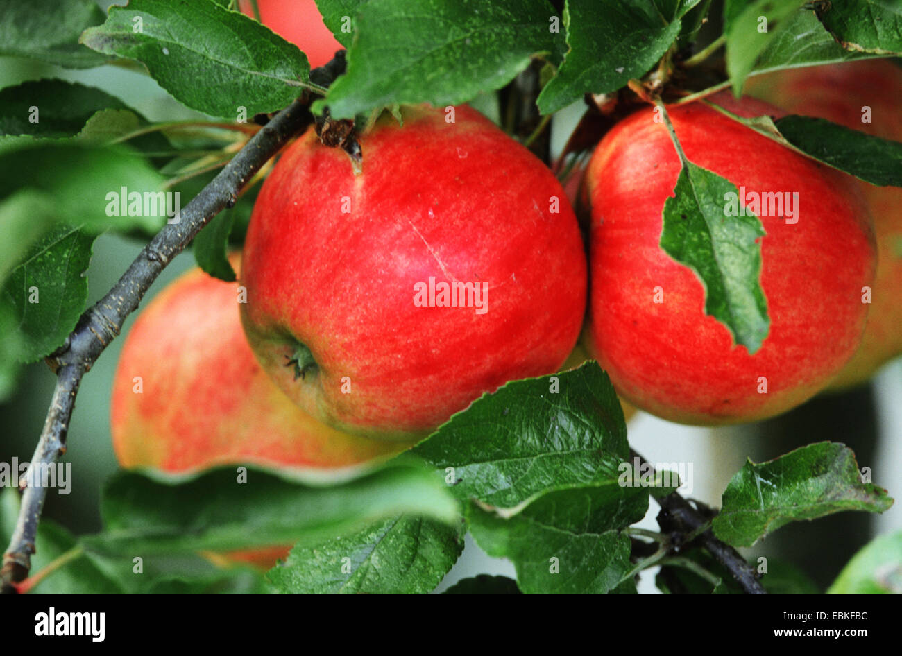 Melo (Malus domestica " Jonagold ", Malus domestica Jonagold), Jonagold, mele Foto Stock