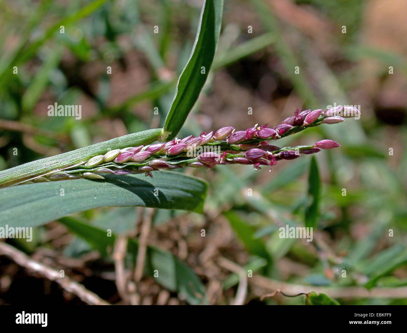 Crabgrass liscia, liscio finger-erba (Digitaria ischaemum), fioritura, Germania Foto Stock