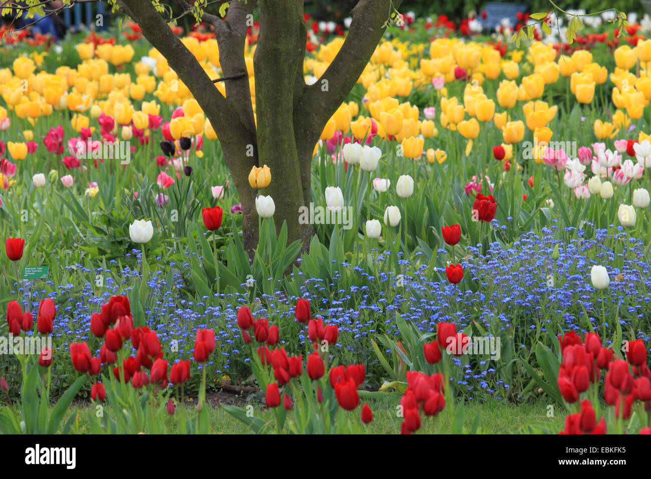Giardino in comune tulip (Tulipa gesneriana), parco con diversi tipi di tulipani e legno dimenticare-me-non, Germania Foto Stock