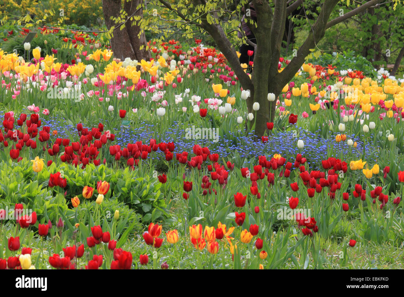 Giardino in comune tulip (Tulipa gesneriana), parco con diversi tipi di tulipani e legno dimenticare-me-non, Germania Foto Stock