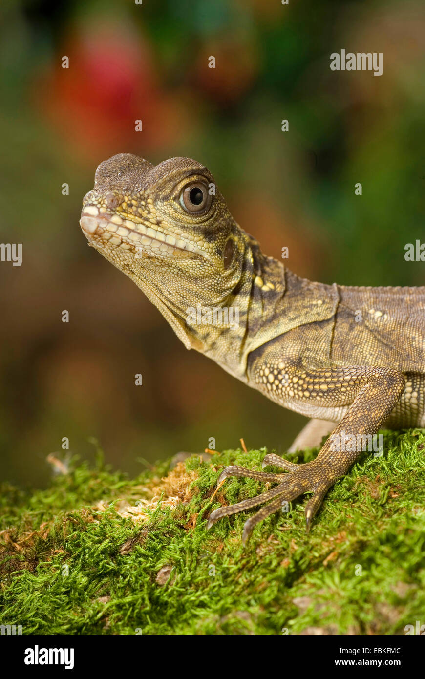 Weber vela-pinna lucertola, Webers vela-fin dragon, vela verde-fin dragon, SOA SOA (Hydrosaurus weberi), ritratto Foto Stock