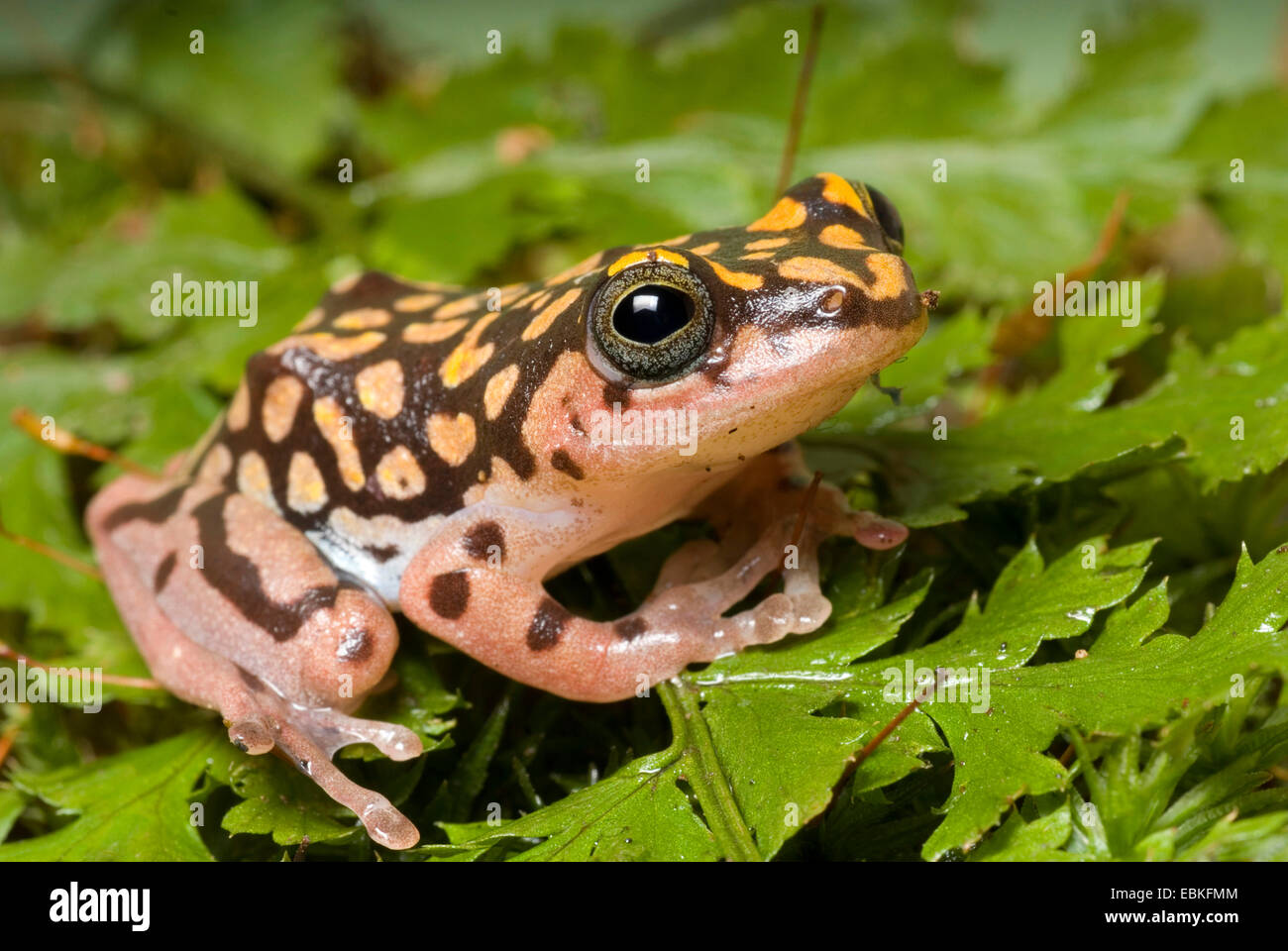 Rana Reed (Hyperolius guttulatus), su una foglia Foto Stock