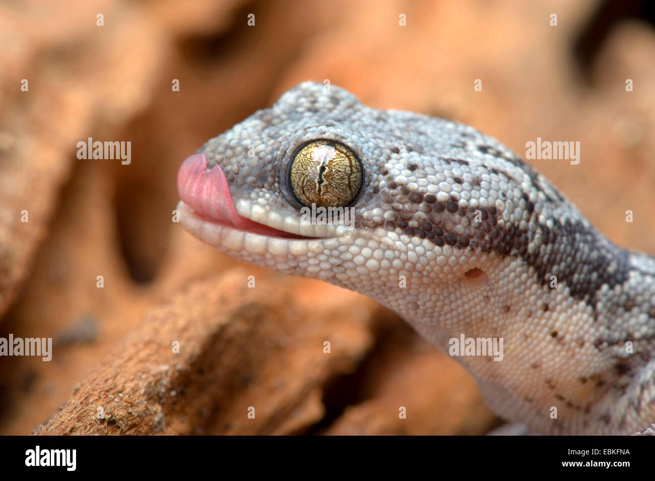 Nastrare il velluto Gecko (Homopholis fasciata ), ritratto Foto Stock