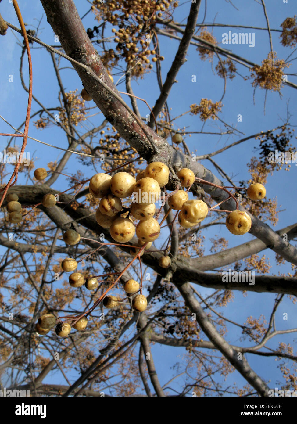 Il persiano lilla, chinaberry tree (Melia azedarach), albero fruttifero, Spagna, Balearen, Maiorca Foto Stock