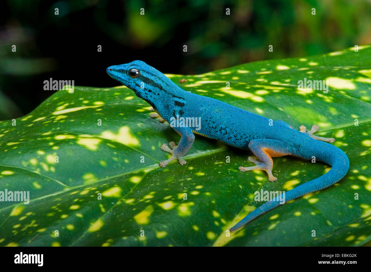 Blu elettrico Geco, Williams' Dwarf Gecko (Lygodactylus williamsi), maschile seduto su un impianto Foto Stock