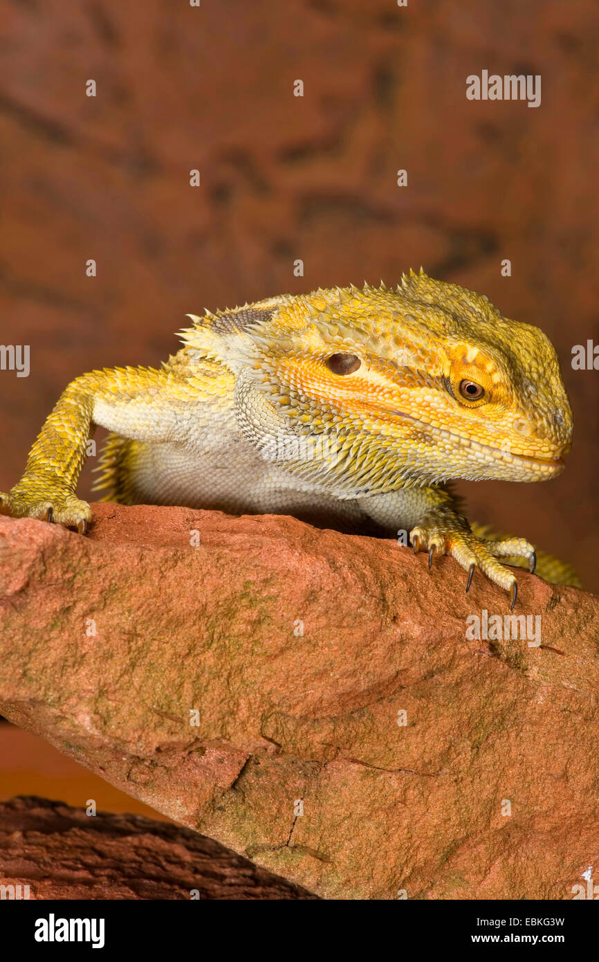 Centrale di Drago Barbuto (Pogona vitticeps), ritratto Foto Stock