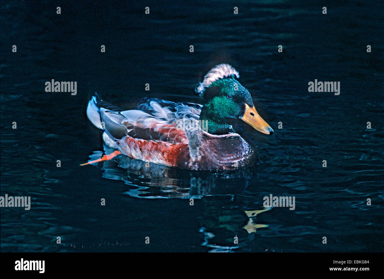 Il germano reale (Anas platyrhynchos), tufted duck razza (modulo) Foto Stock