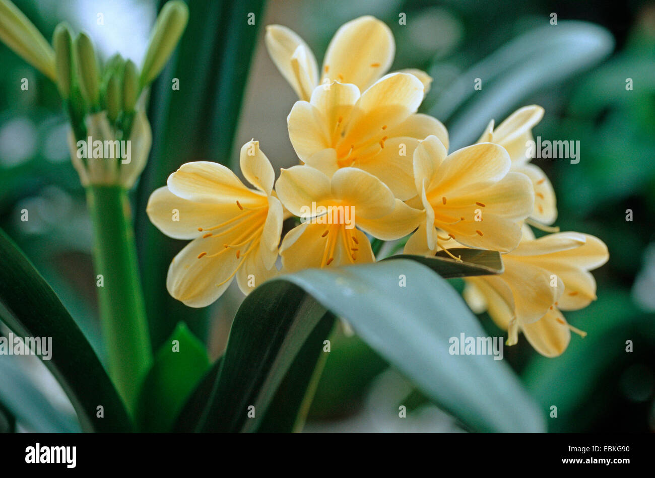 Giglio kaffir (Clivia miniata 'Citrina', Clivia miniata Citrina), giallo cultivar di fioritura Foto Stock