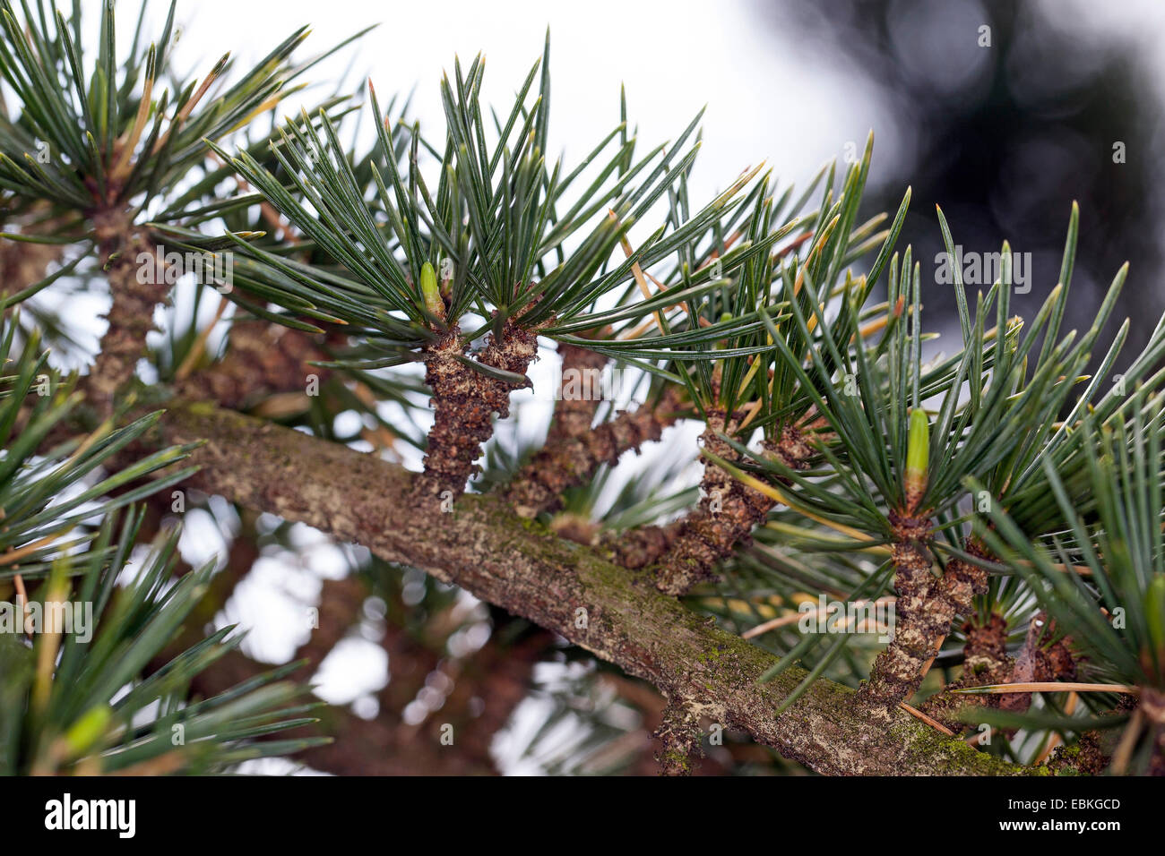 Il cedro del Libano, cedro del Libano (Cedrus libani, Cedrus libanotica), lunga sparare con germogli di breve Foto Stock
