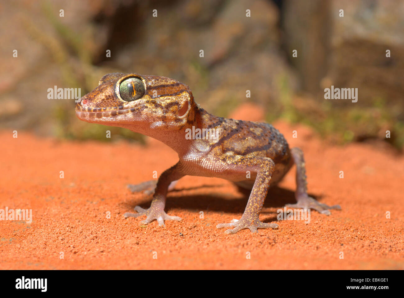 Madagascar terra Gecko Big-Headed Gecko (Paroedura pictus, Paroedura picta), sulla sabbia rossa Foto Stock