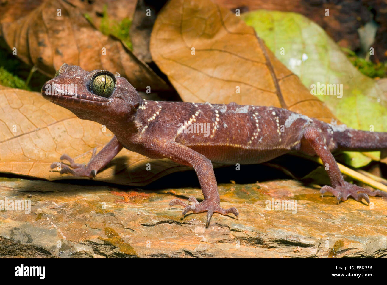 Madagascar terra Gecko Big-Headed Gecko (Paroedura pictus, Paroedura picta), su una roccia Foto Stock
