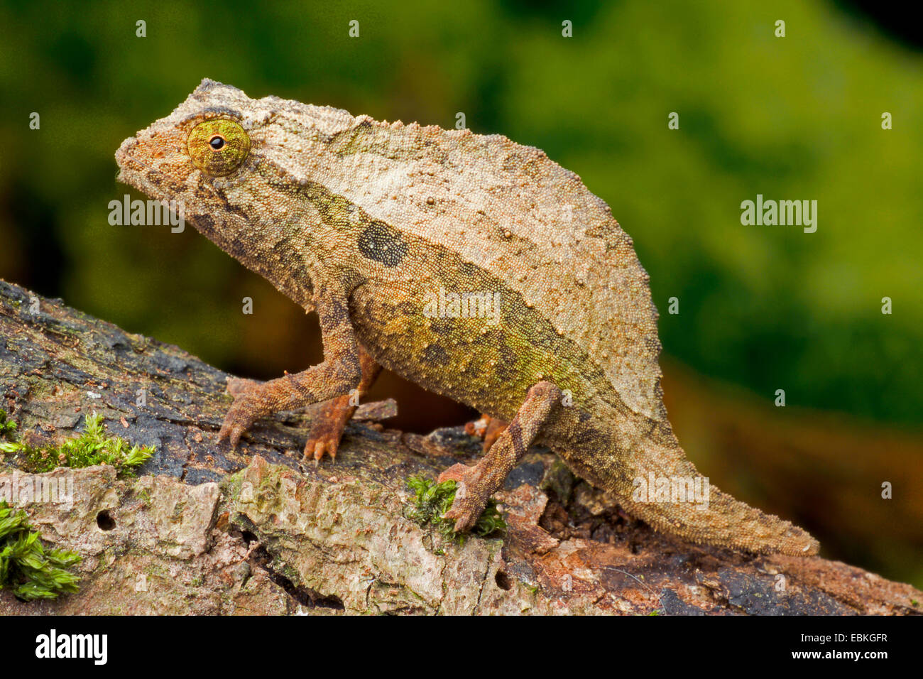 Il moncone Coda di Chameleon (Rieppeleon brevicaudatus), seduto su un ramoscello Foto Stock