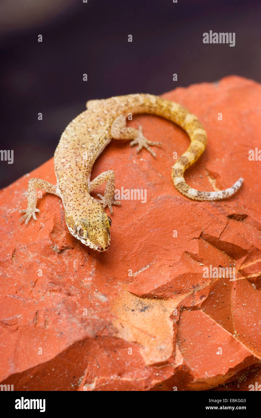 Sabbia del nord Gecko, Tripoli Gecko (Tropiocolotes tripolitanus), ad alto angolo di visione Foto Stock