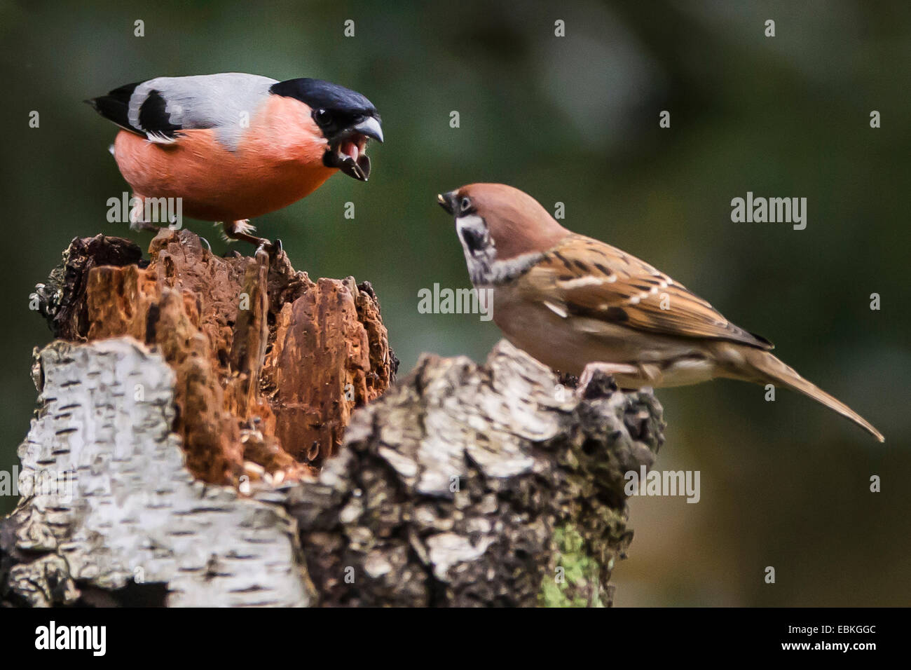 , Bullfinch ciuffolotto, bullfinch settentrionale (Pyrrhula pyrrhula), combattendo con il campo sparrow, in Germania, in Renania settentrionale-Vestfalia Foto Stock