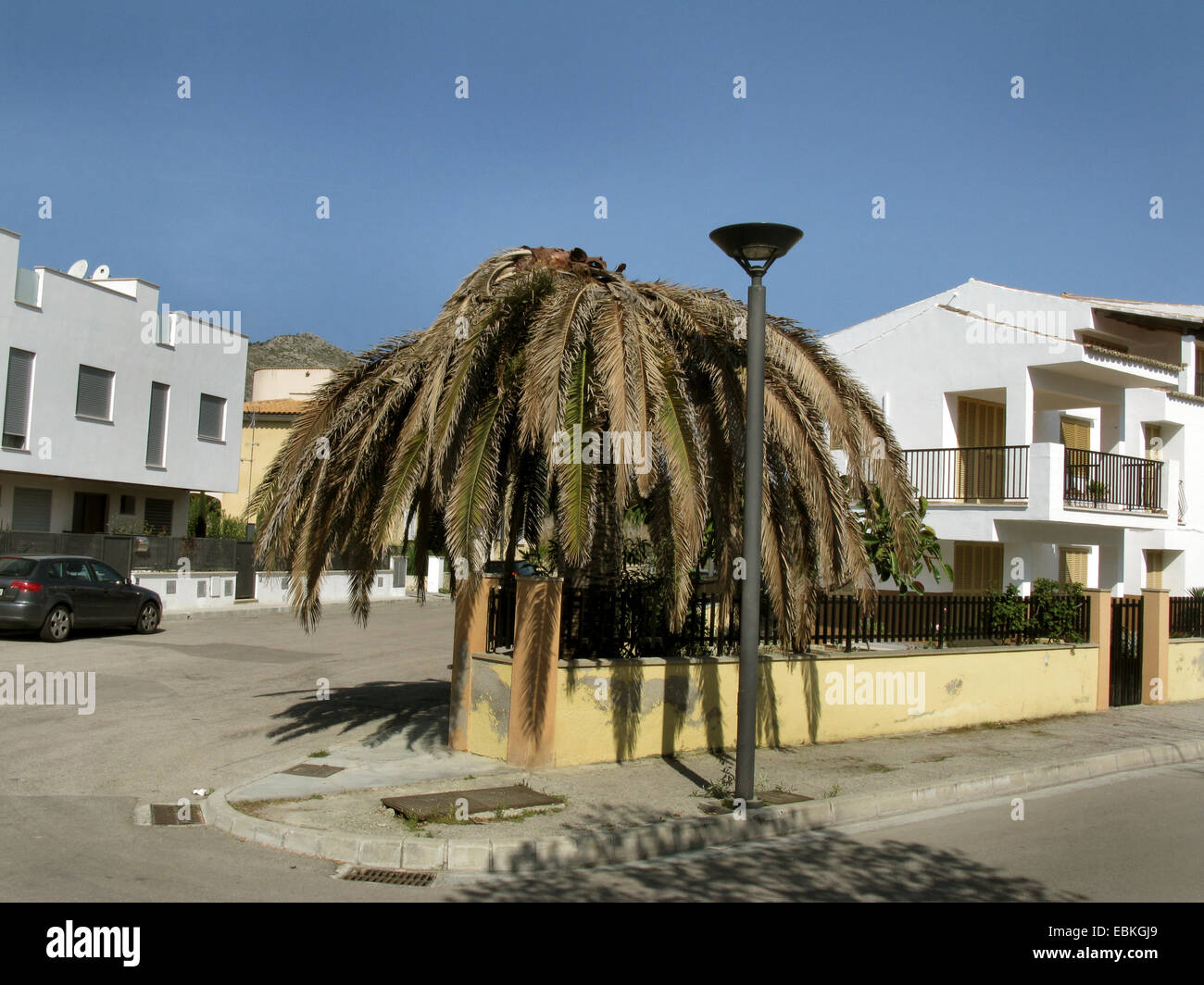 Rosso curculione Palm, Palm asiatici curculione, sago palm curculione (Rhynchophorus ferrugineus), Isole Canarie data palm ucciso da palm killer, Spagna, Balearen, Maiorca, Port de Alcudia Foto Stock