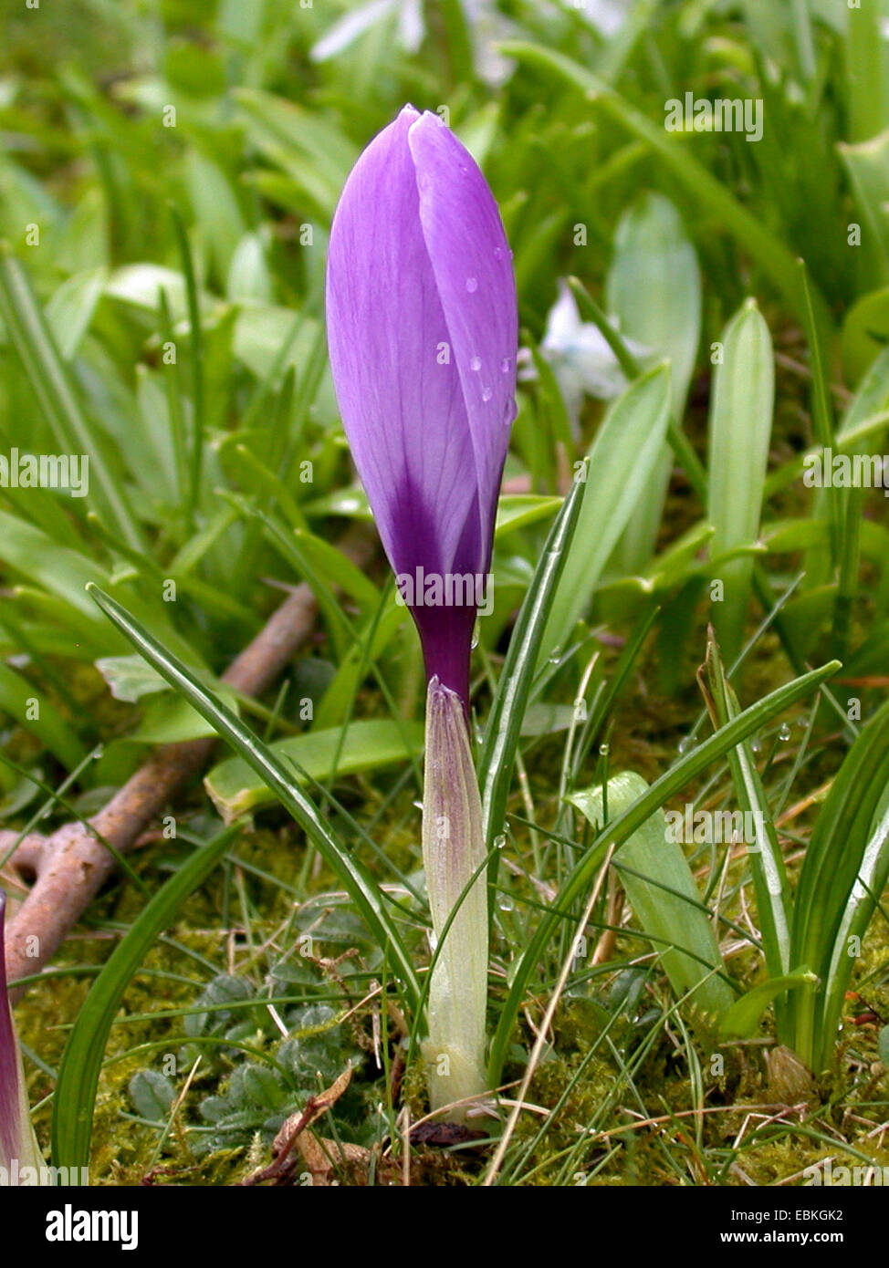 Crocus olandese, molla crocus (crocus vernus, Crocus neapolitanus), con fiore chiuso durante la pioggia Foto Stock