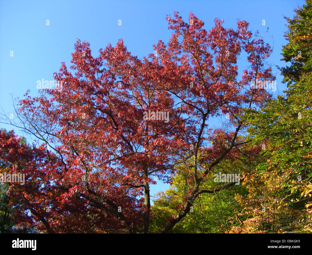 Pin quercia (Quercus palustris), singolo albero in autunno Foto Stock