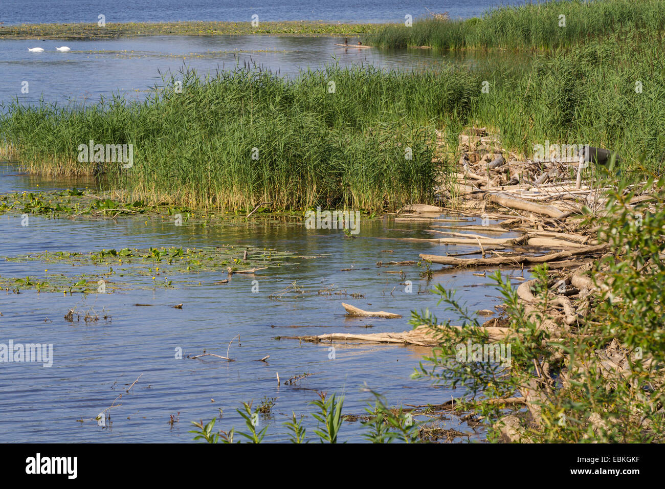 Lakeside con driftwood e reed, in Germania, in Baviera, il Lago Chiemsee Foto Stock