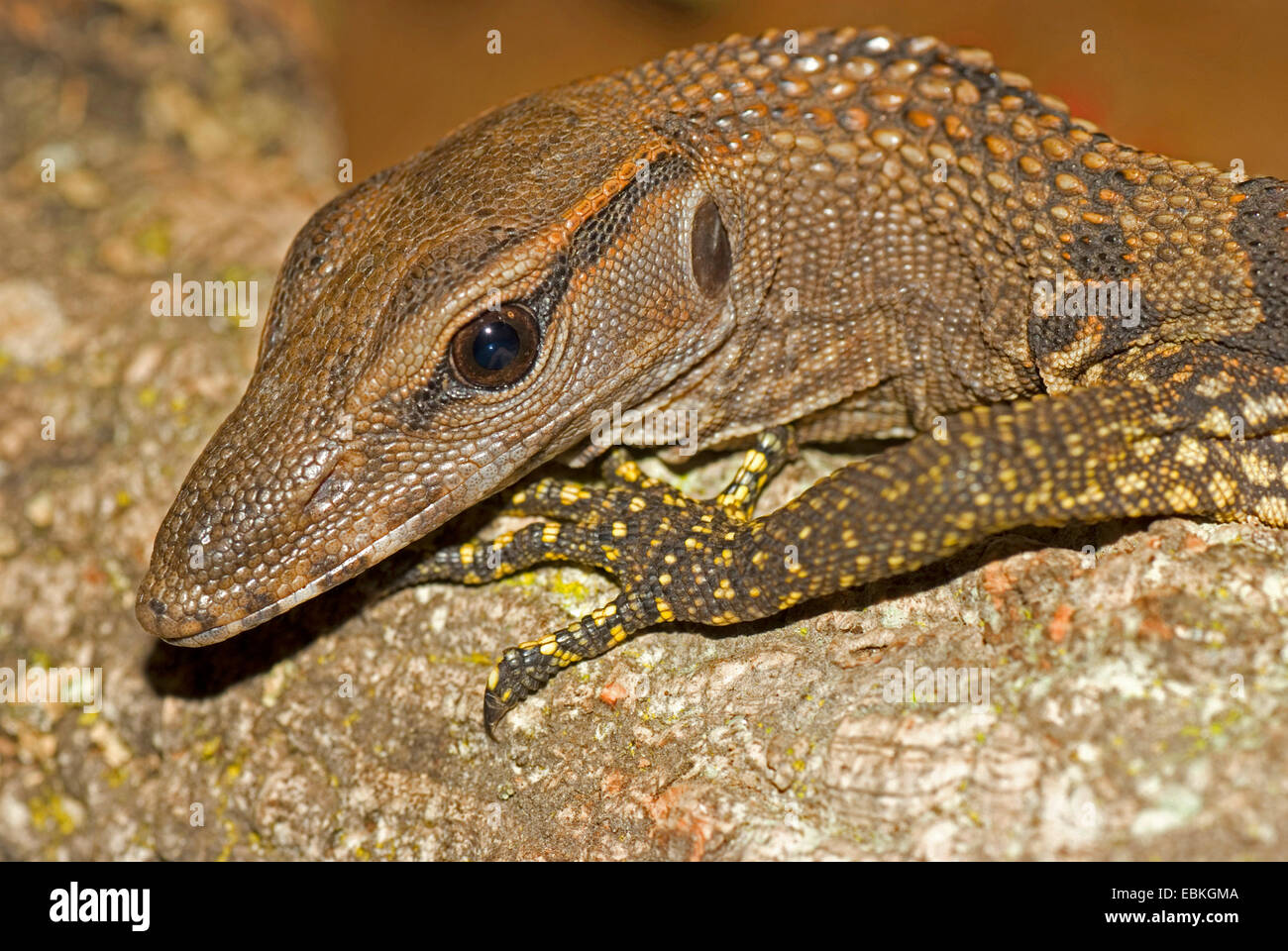 Rough-monitor a collo alto, albero lucertola, Arlecchino monitor (Varanus rudicollis), ritratto Foto Stock