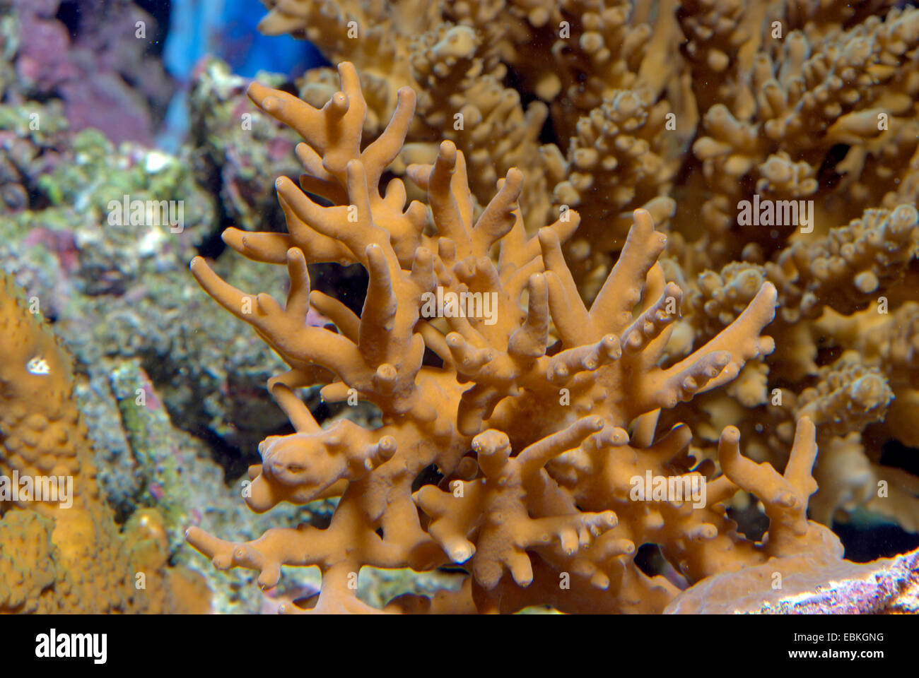 Stony coral (Acropora spec.), vista da vicino Foto Stock