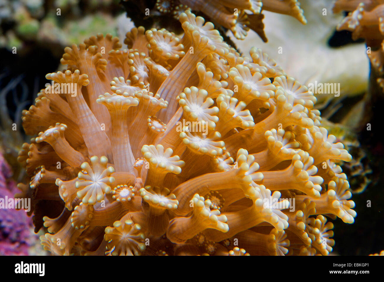 Stony coral (Alveopora spec.), vista da vicino Foto Stock