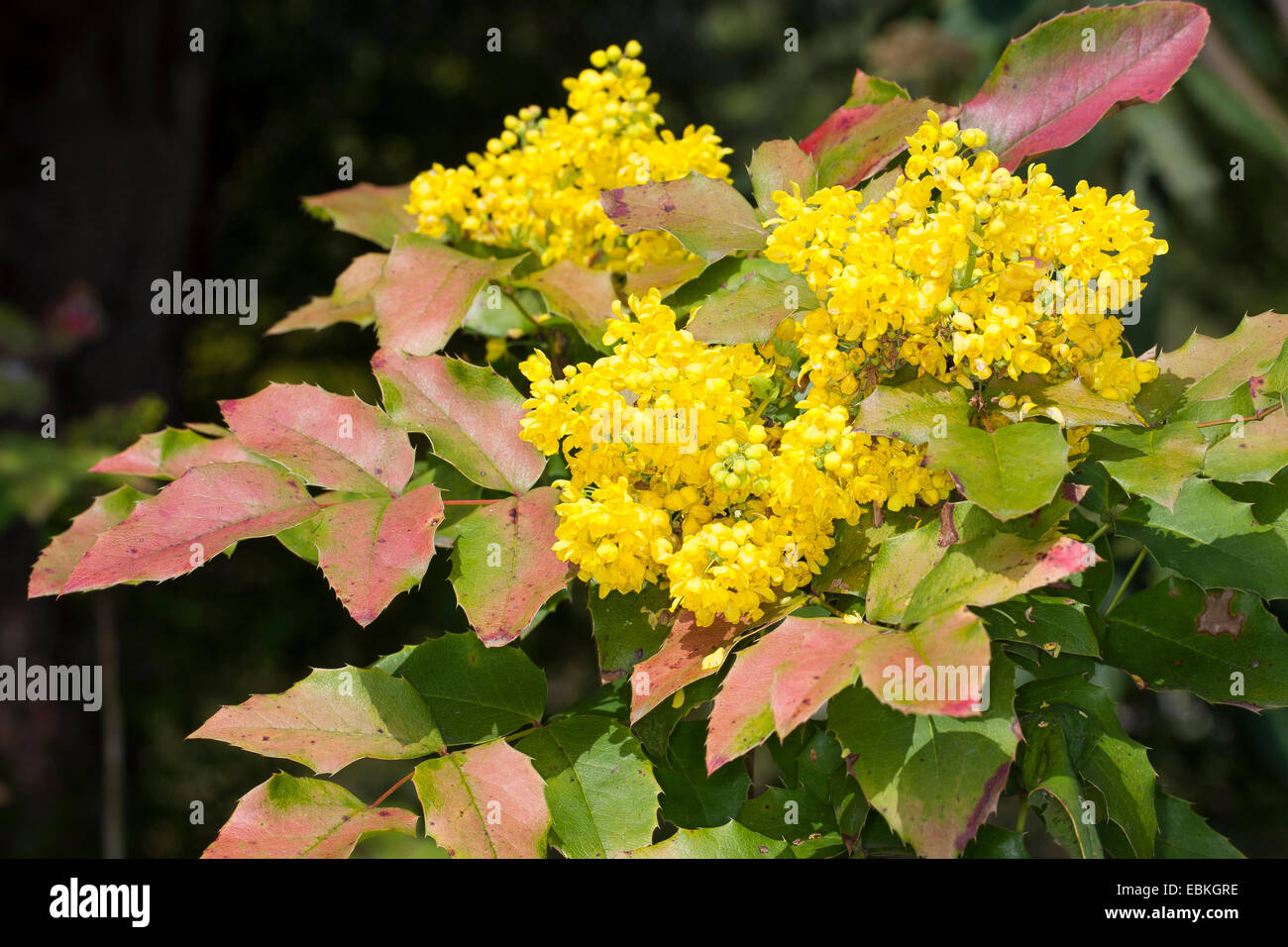 Holly-leaf oregongrape, oregon-UVA, fulgido oregongrape, tall oregongrape, montagna di uva (Mahonia aquifolium), filiale di fioritura, Germania Foto Stock