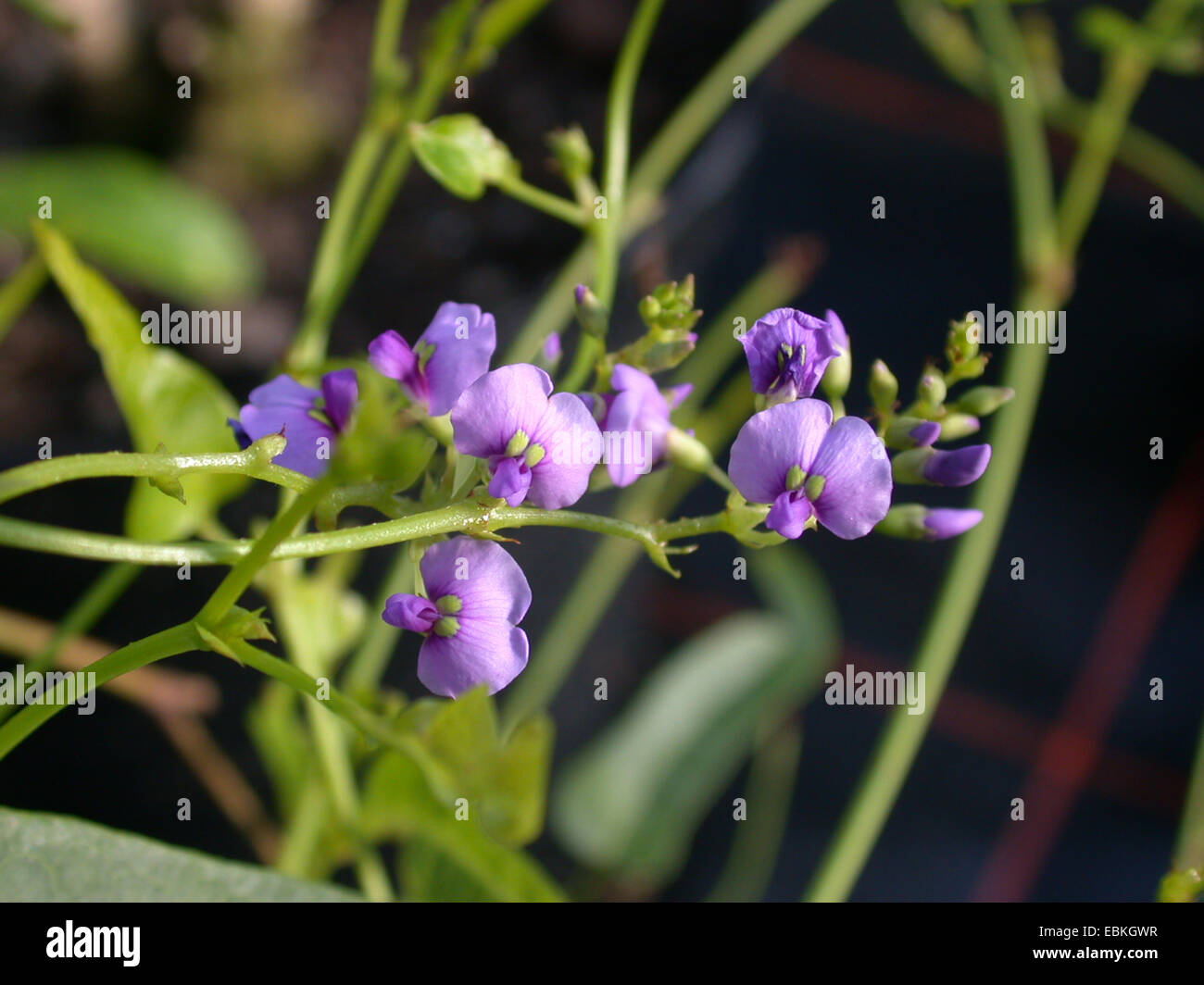 Falso smilace, Viola coral pisello, Happy Wanderer, nativo lilla, Waraburra (Hardenbergia violacea), infiorescenza Foto Stock