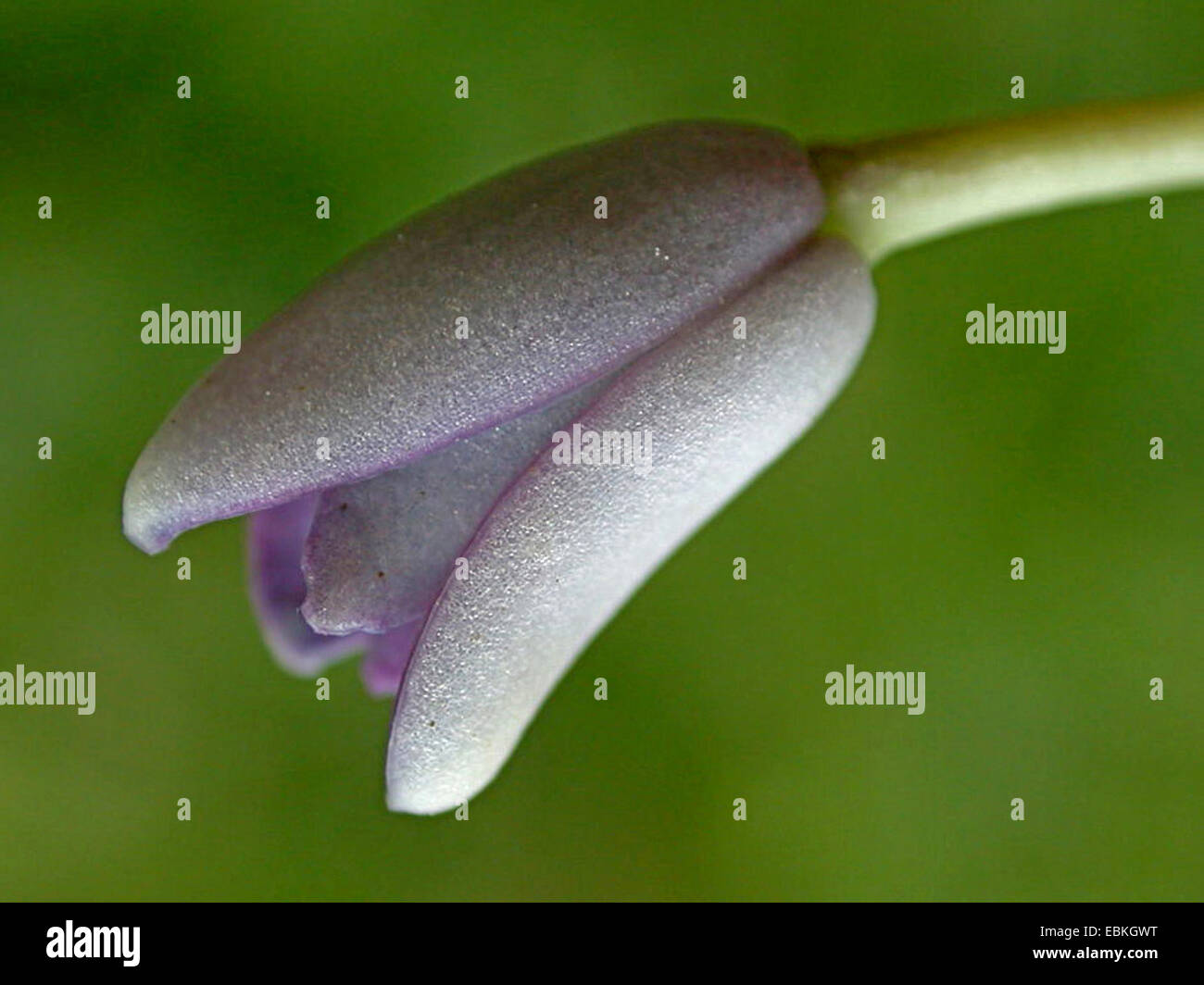 Vitigno di salsiccia, blu cina vigna (Holboellia coriacea), fiore maschio Foto Stock