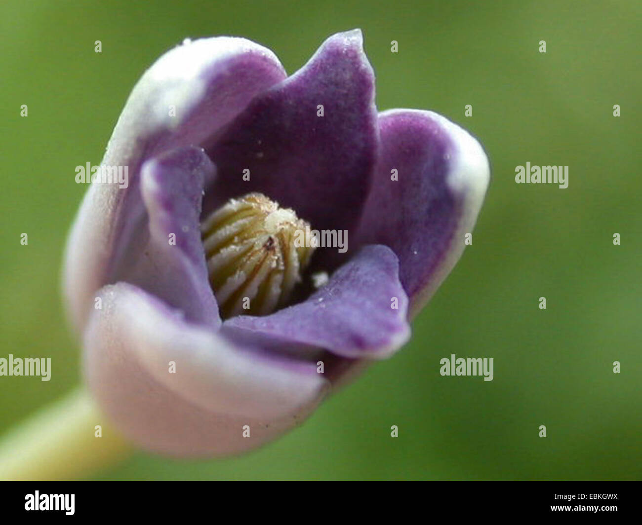 Vitigno di salsiccia, blu cina vigna (Holboellia coriacea), fiore maschio Foto Stock