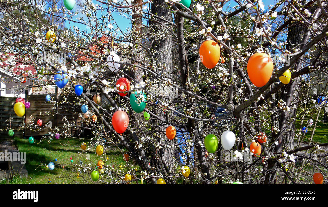 Fioritura di ciliegio in giardino decorato con le uova di Pasqua, Germania, Meclemburgo-Pomerania, Ruegen, Binz Foto Stock