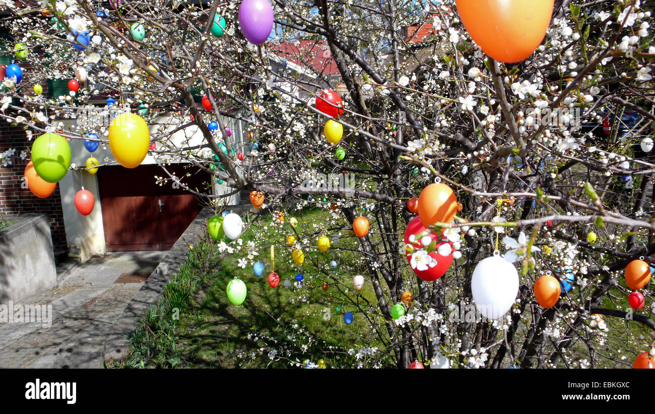 Fioritura di ciliegio in giardino decorato con le uova di Pasqua, Germania, Meclemburgo-Pomerania, Ruegen, Binz Foto Stock