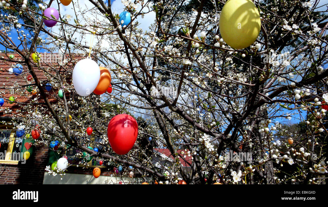 Fioritura di ciliegio in giardino decorato con le uova di Pasqua, Germania, Meclemburgo-Pomerania, Ruegen, Binz Foto Stock