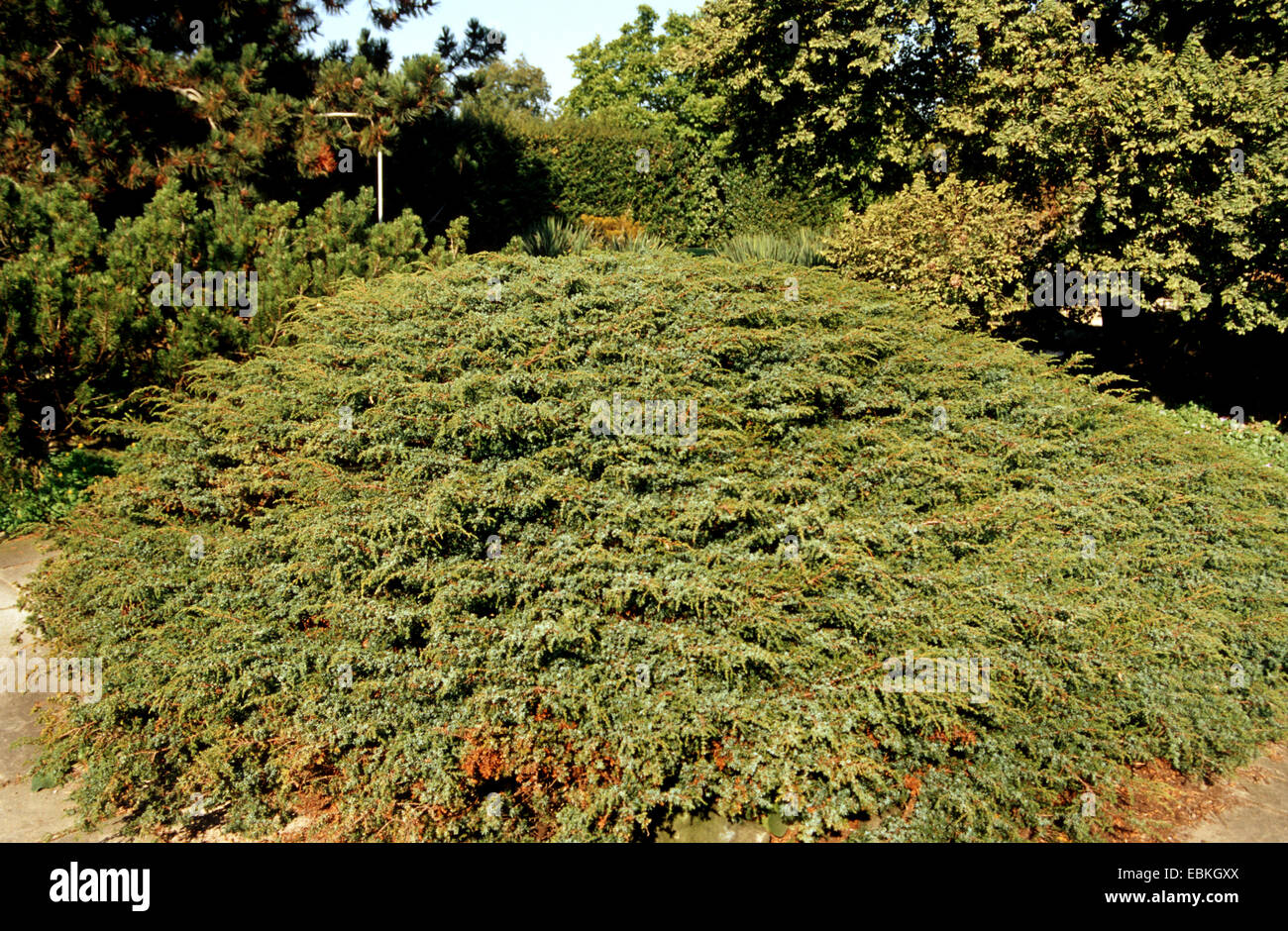 Tappeto blu ginepro, creeping ginepro (Juniperus horizontalis), filiali Foto Stock