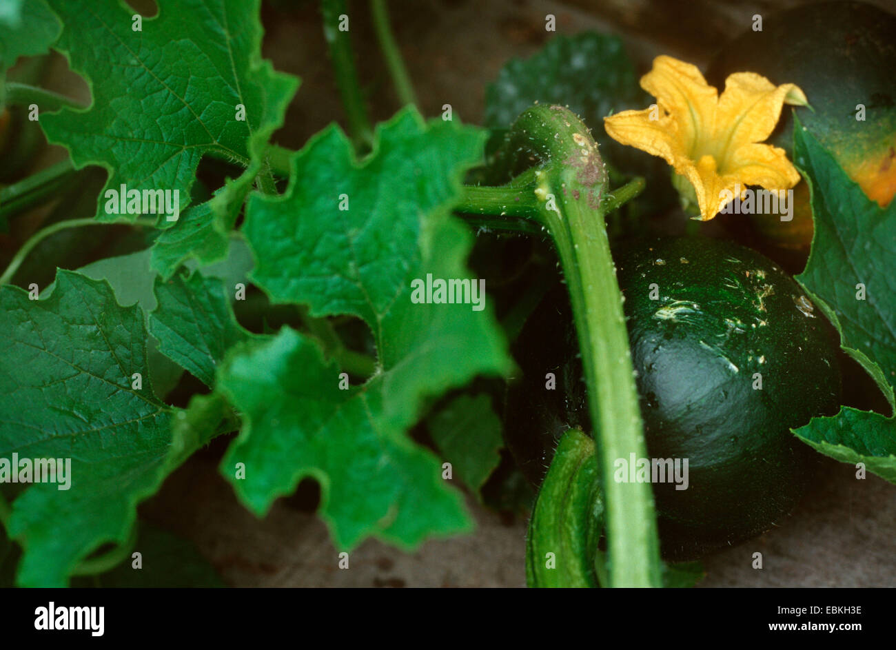 Di midollo osseo, campo di zucca (Cucurbita pepo 'Gemma', la Cucurbita pepo gioiellino), con fiore und Frucht Foto Stock