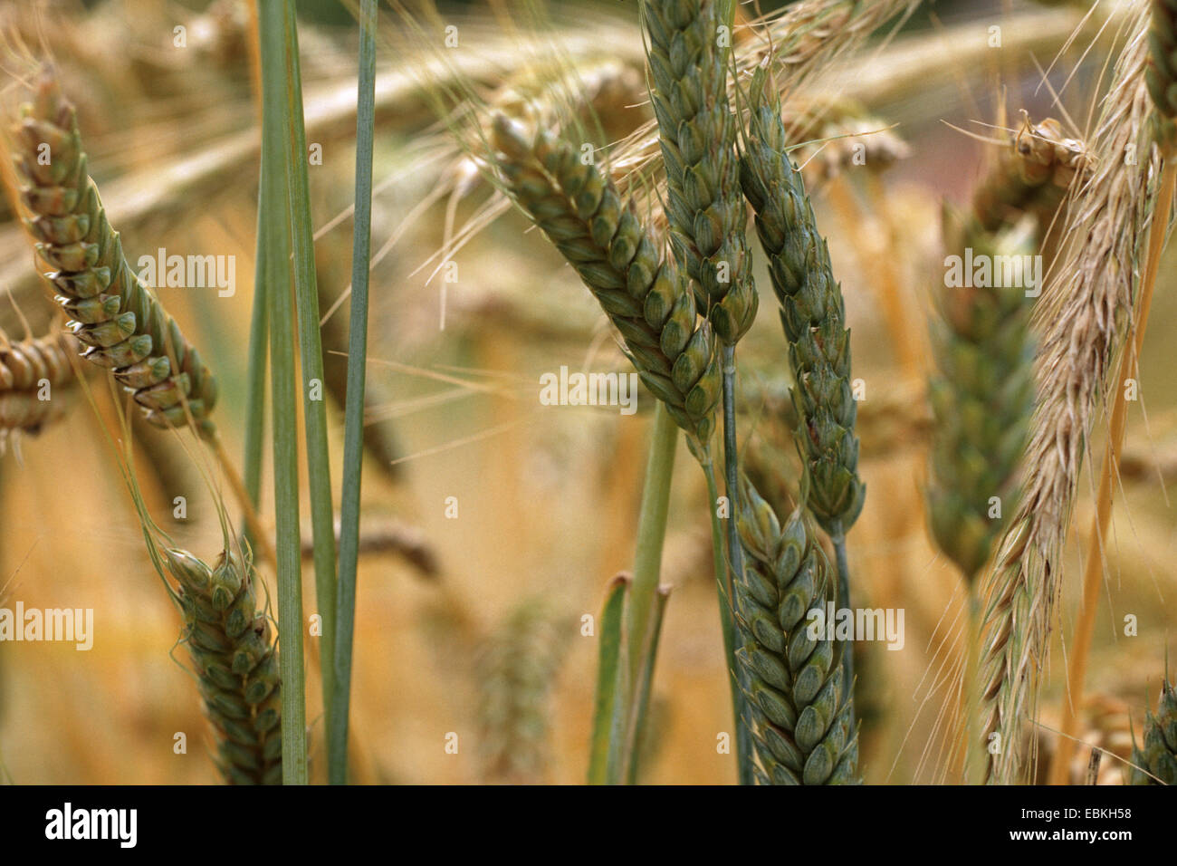 Coltivate Emmer (Triticum turgidum ssp. dicoccon var. farrum, Triticum dicoccon var. farrum), i picchi Foto Stock