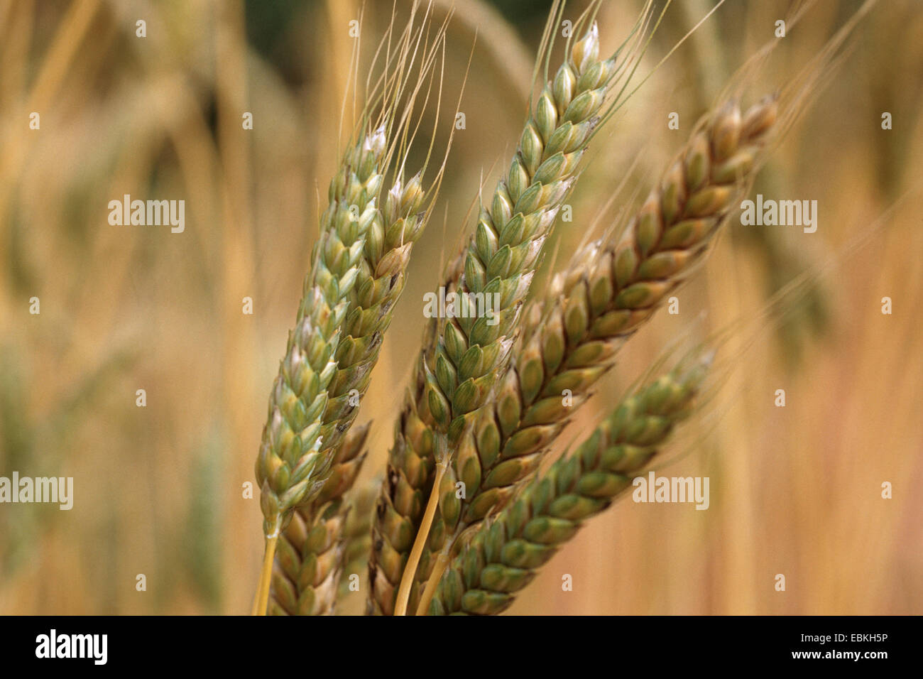 Coltivate Emmer (Triticum turgidum ssp. dicoccon, Triticum dicoccon), i picchi Foto Stock
