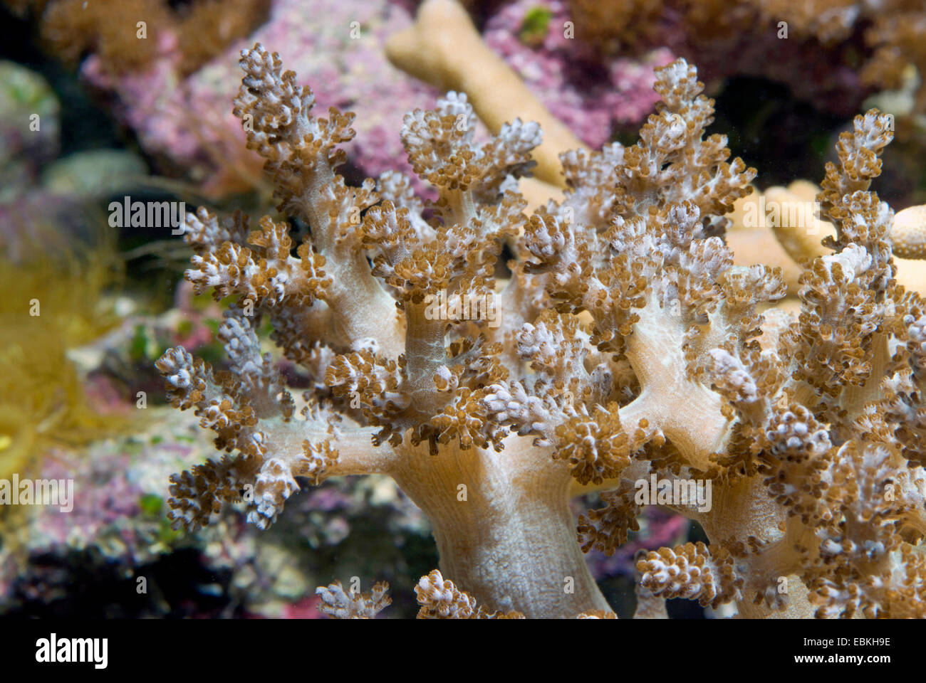 Kenya Coral Tree (Capnella imbricata), vista da vicino Foto Stock