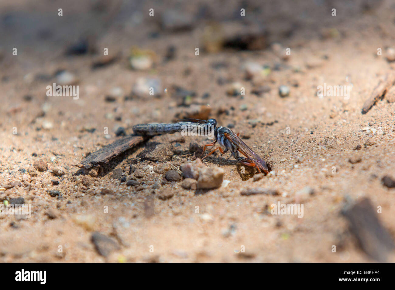Digger vespe, caccia vespe (Sphecidae, Sphegidae), tirando un caterpillar in una preda nascondiglio, USA, Arizona, Phoenix Foto Stock