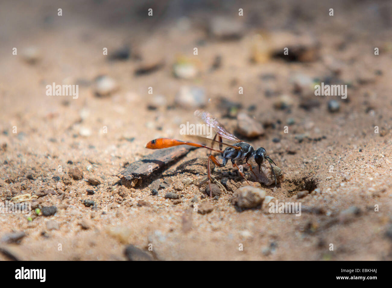 Digger vespe, caccia vespe (Sphecidae, Sphegidae), la chiusura di una preda nascondiglio con una pietra, USA, Arizona, Phoenix Foto Stock