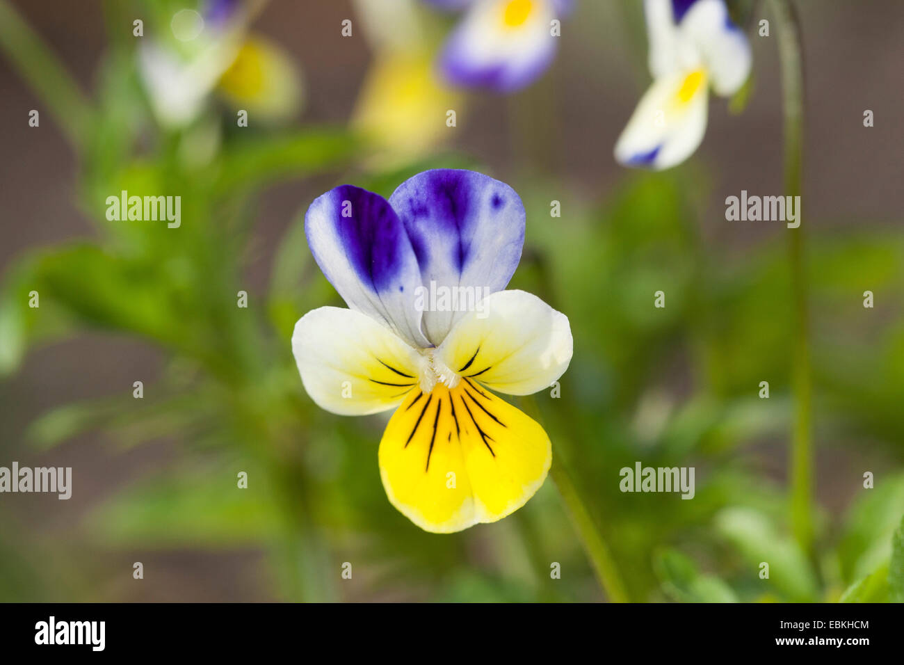 Cuore di semplicità, heartsease, wild pansy, a tre colori (Viola Viola tricolore), fiore, Germania Foto Stock