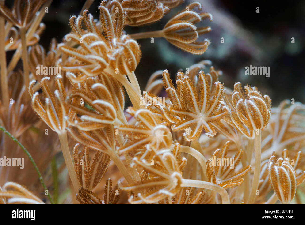 Corallo di impulsi (Xenia elongata), vista laterale Foto Stock