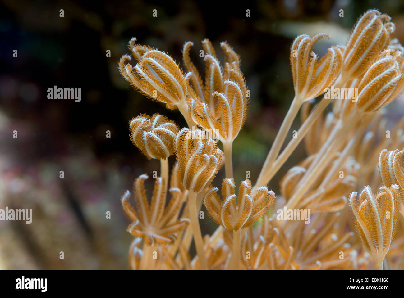 Corallo di impulsi (Xenia elongata), vista laterale Foto Stock
