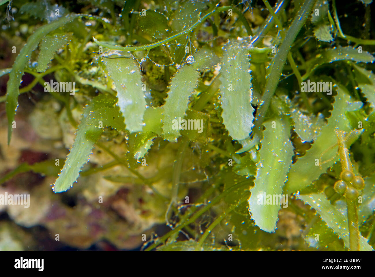 Macro-alghe, rasoio, a dente di sega (Caulerpa serrulata), vista da vicino Foto Stock