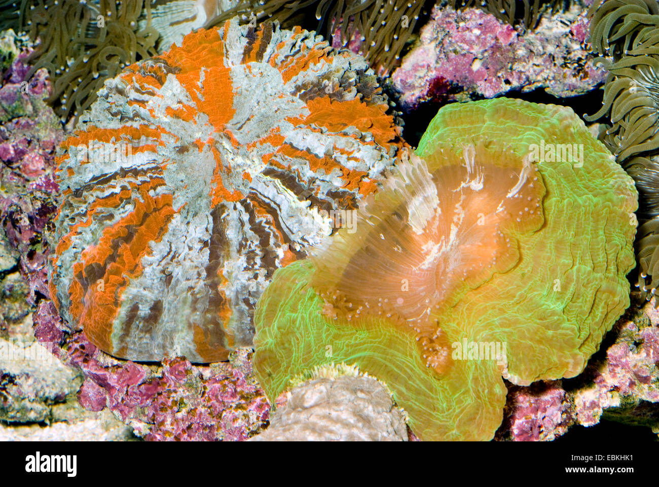 Green occhi di gatto Coral (Cynarina lacrymalis), due accanto a ciascun altro Foto Stock