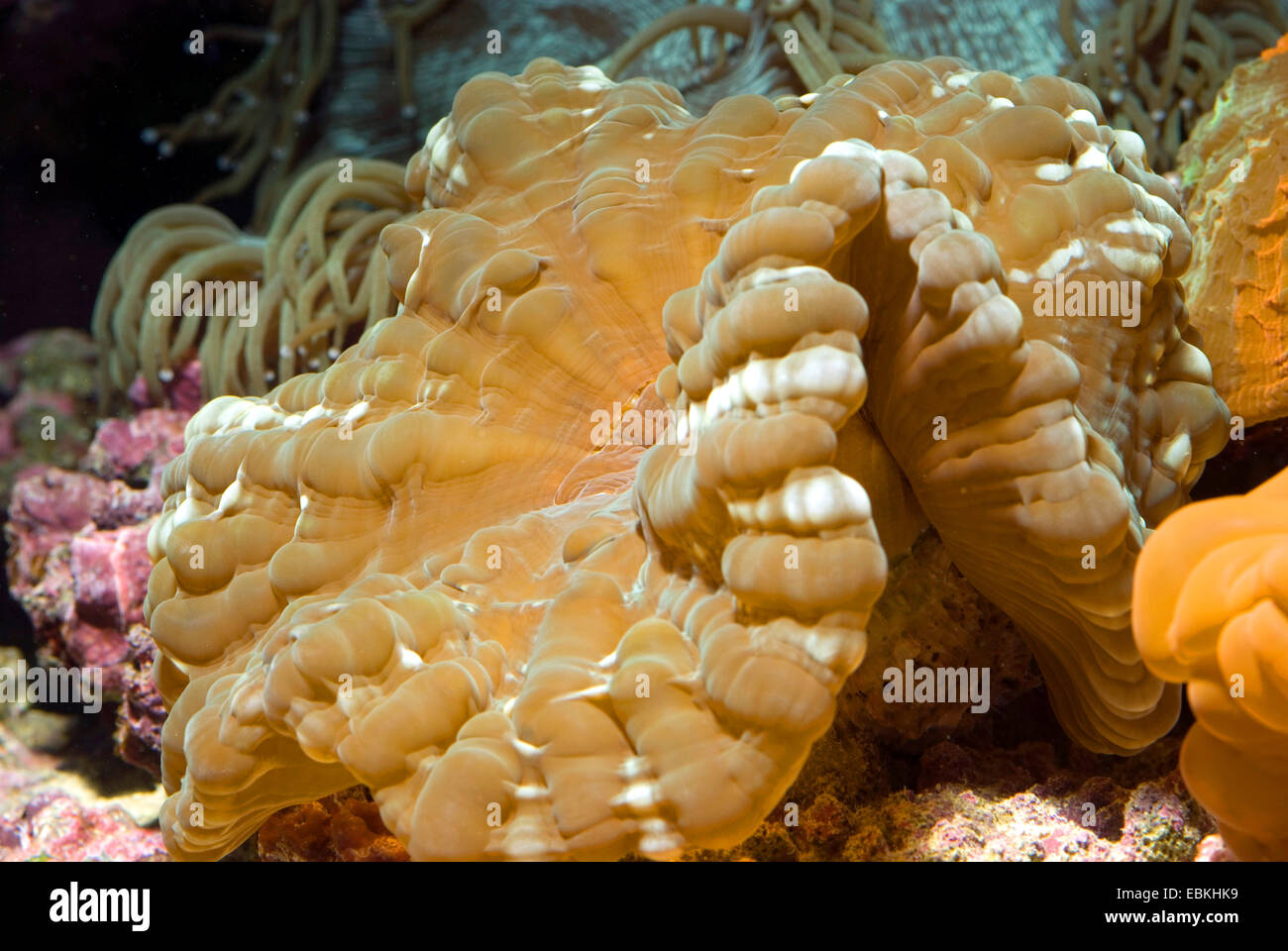 Green occhi di gatto Coral (Cynarina lacrymalis), vista laterale Foto Stock