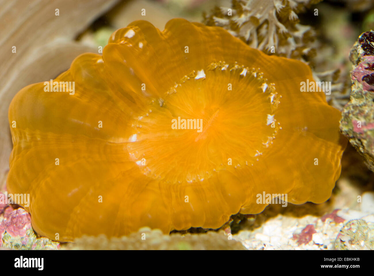 Stony coral (Cynarina spec.), vista da vicino Foto Stock
