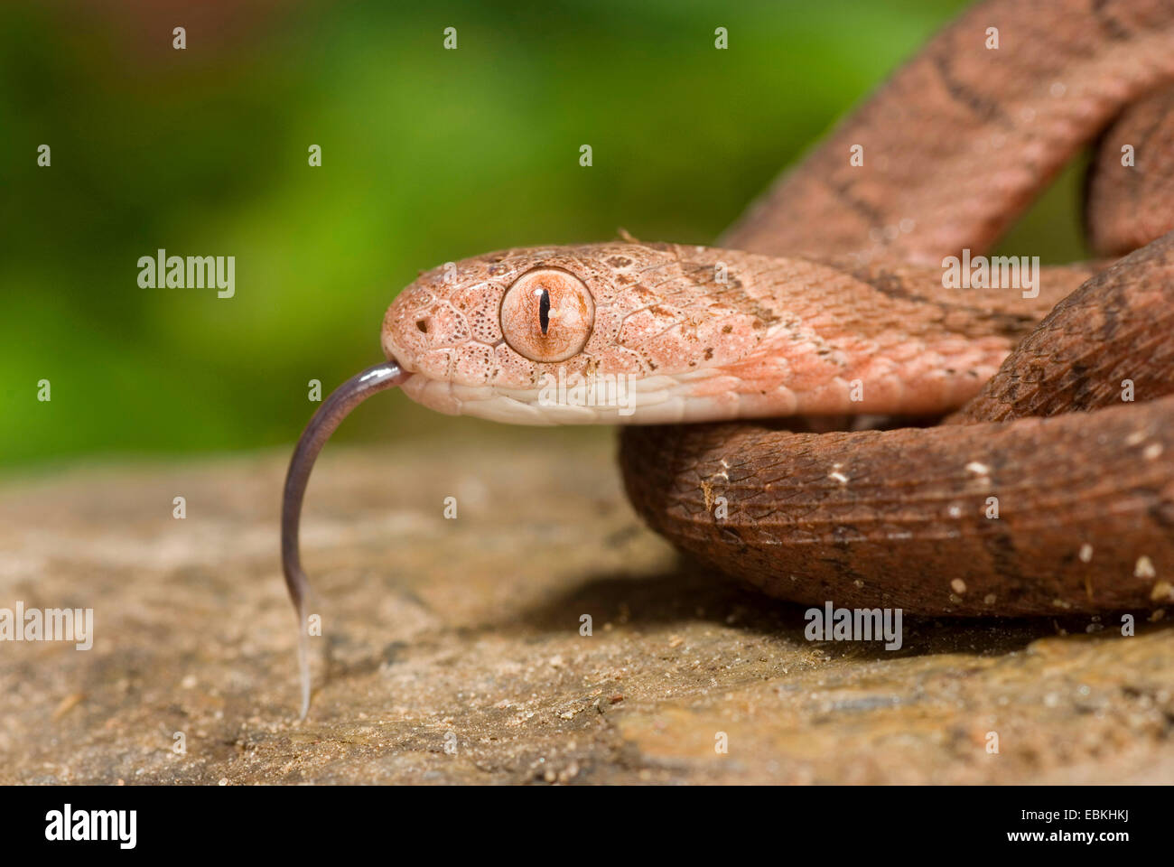 Uovo-eating snake, African uovo-eating snake (Dasypeltis scabra), ritratto, sfarfallio Foto Stock