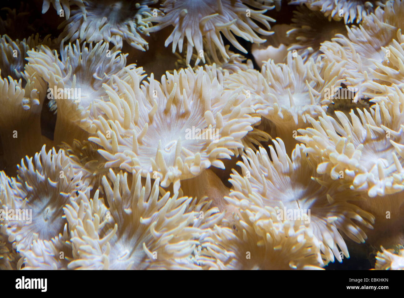 Stony coralli (Duncanopsammia axifuga), vista da vicino Foto Stock