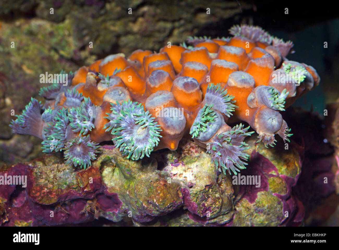 Stony coralli (Duncanopsammia axifuga), Colonia Foto Stock
