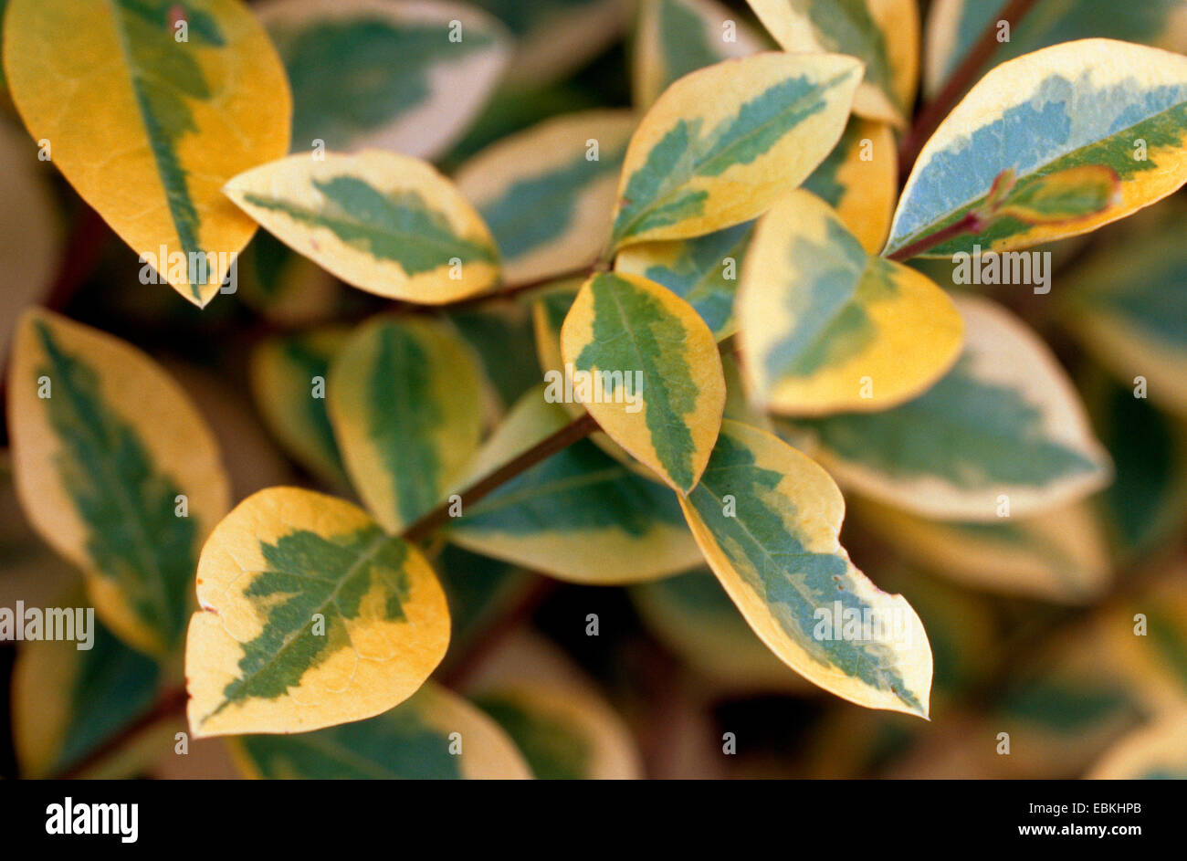 Ligustro cinese, cera bianca tree (LIGUSTRUM LUCIDUM 'Anacardium Superbum', LIGUSTRUM LUCIDUM Anacardium superbum), foglie di cultivar Anacardium Superbum Foto Stock